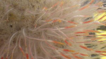 Media type: image;   Invertebrate Zoology 153512 Description: live specimen;